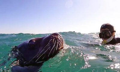 Sentí lo épico de nadar en las aguas rionegrinas junto a los lobos marinos  – Revista N&T .